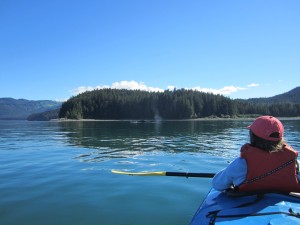 Annie watching a Humpback whale from a sea kayak