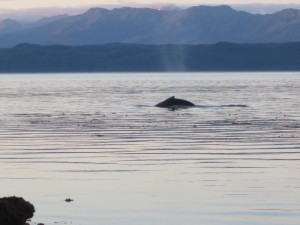 Humpback whale from the beach near our camp